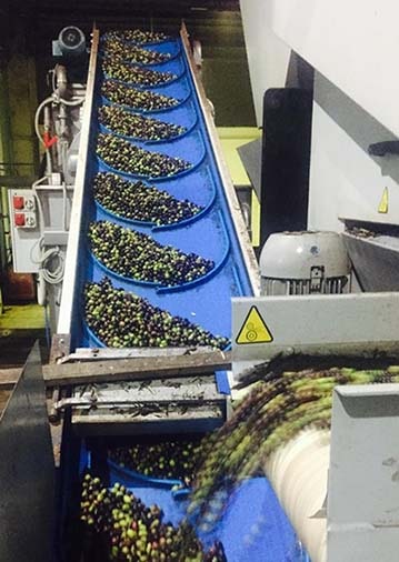 conveyor belts for olives - large loads